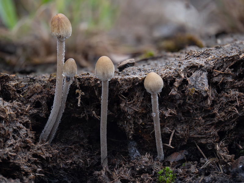 Panaeolus acuminatus